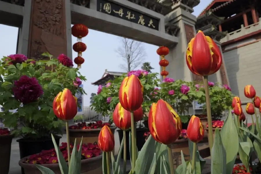 Datang Peony Garden (Northeast Gate)