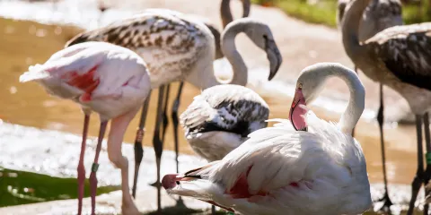 阿爾貝蒂娜博物館+美泉宮動物園+普拉特公園一日遊【包車專線】