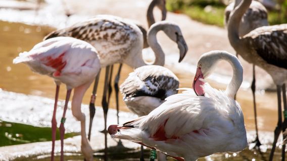 perjalanan satu hari ke Museum Albertina + Kebun Binatang Istana Schönbrunn + Taman Prater [Layanan sewa kendaraan pribadi Pribadi]