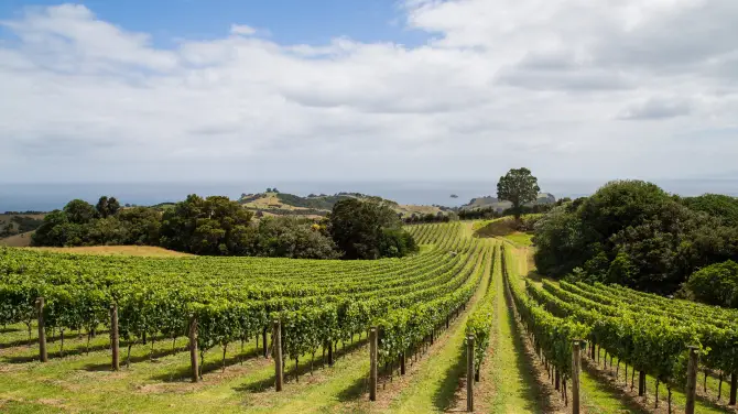 4_Waiheke Island