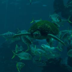 Aqua - Aquarium Restaurant User Photo