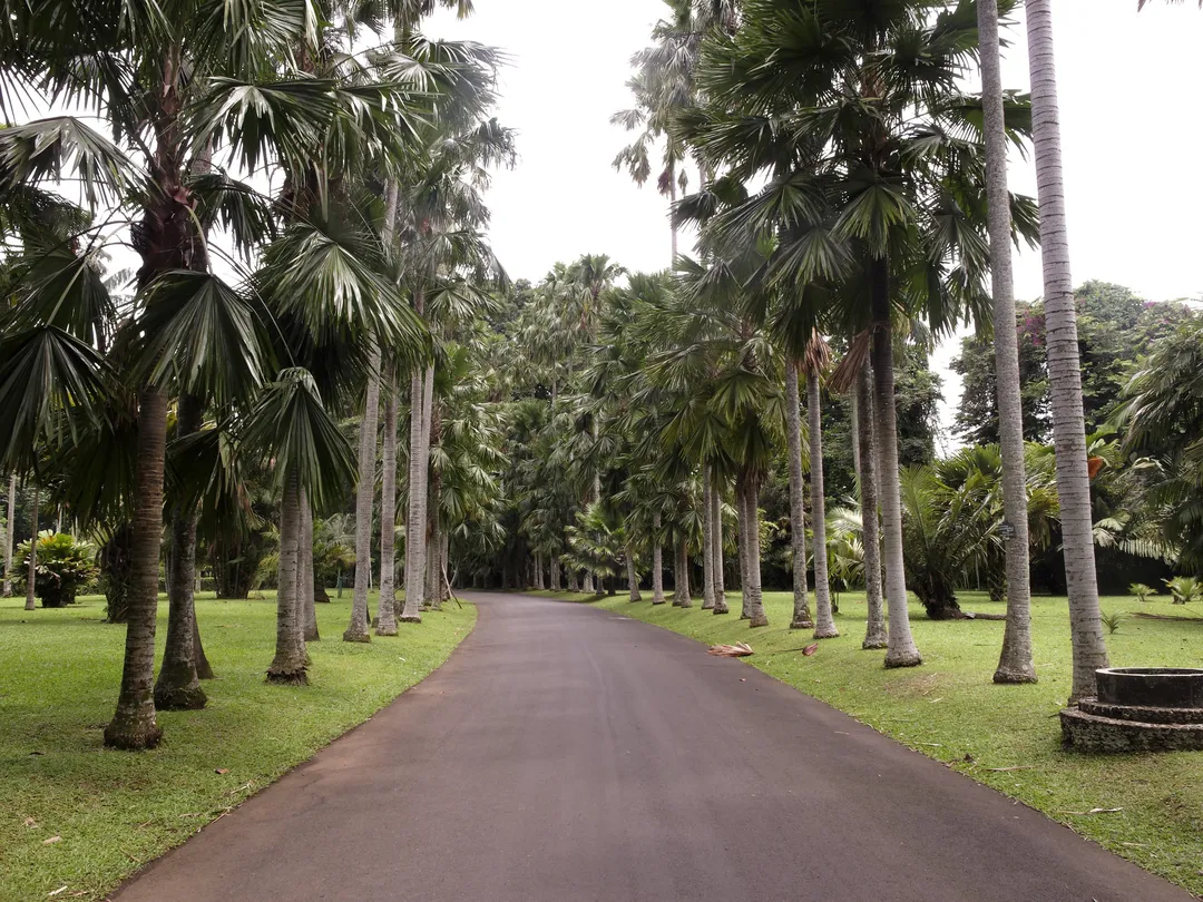 2_Bogor Botanical Gardens