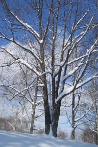 Jiucaidao 肯辛頓公園酒店優惠