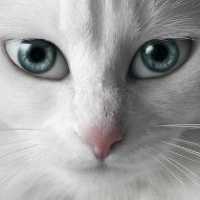 开潜水艇的猪
