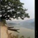 Shandiqinghuaizhuqing