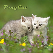 PonyCat