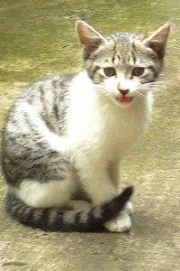 v12twint**** 新加坡樟宜機場皇冠假日 （Staycation Approved）優惠