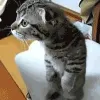 Avatar 2
