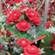 Xuhua1283 希爾頓悉尼酒店優惠