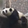 Avatar 1
