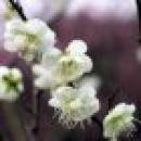 Xiaomifengchuichuifeng