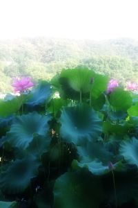 cyt92 奧琵琶湖牧野君樂飯店優惠