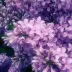 蓝水悠悠