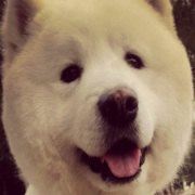 Zizi 美利通套房酒店-車士活優惠