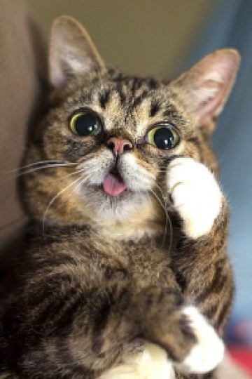 Maoxiaoxiongmiaomiao 名古屋クラウンホテル クーポン