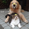 https://ak-d.tripcdn.com/images/t1/headphoto/532/228/753/d36344761cc04cc78c30ad4fe02f71da.jpg