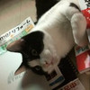辰元姝
