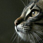 Qingfengzhongdehualun 惠州惠陽家路國際大酒店優惠