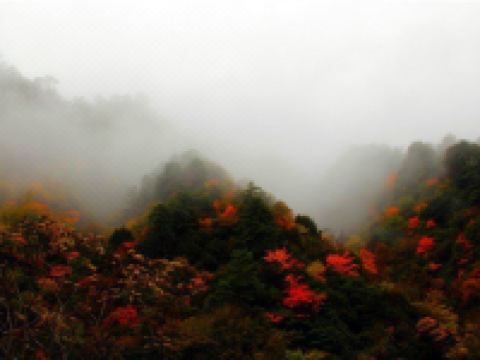 青川秋香阁农家乐 - 其他