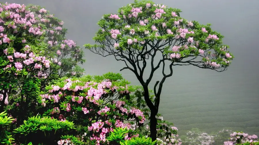 2_Huading National Forest Park