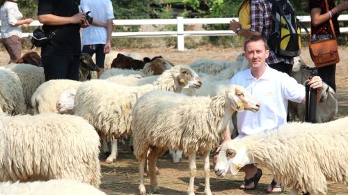 華欣瑞士綿羊牧場