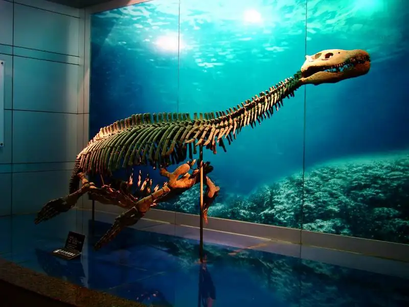 3_Zigong Dinosaur Museum