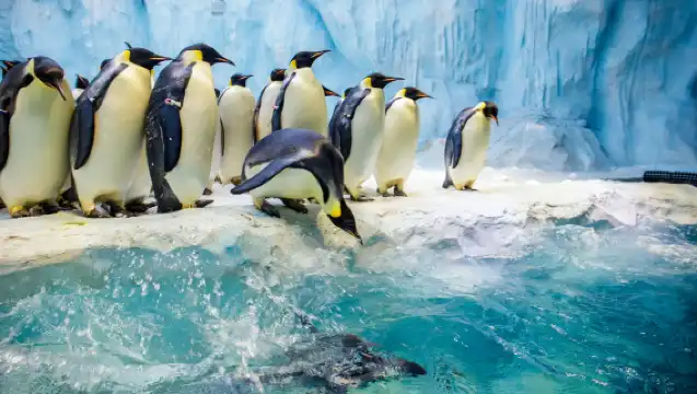 珠海長隆海洋王國導遊講解 歡樂海洋探險 可選私家團