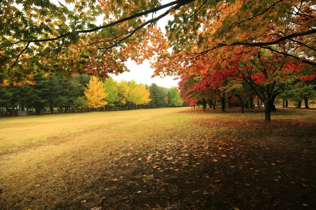 Nami Island autum