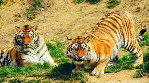 杭州野生動物世界