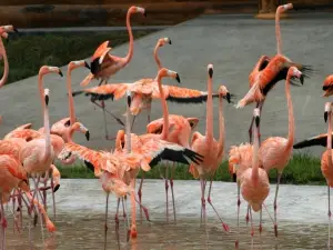 北方森林動物園