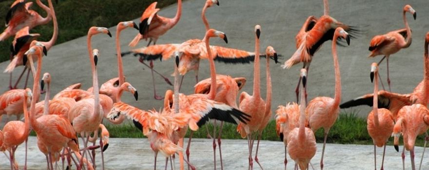 Northern Forest Zoo