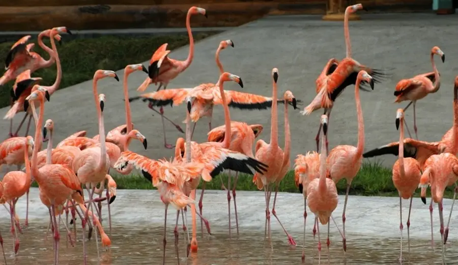 北方森林動物園