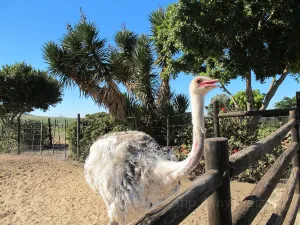 Highgate Ostrich Show Farm
