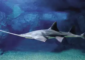 Shanghai Ocean Aquarium