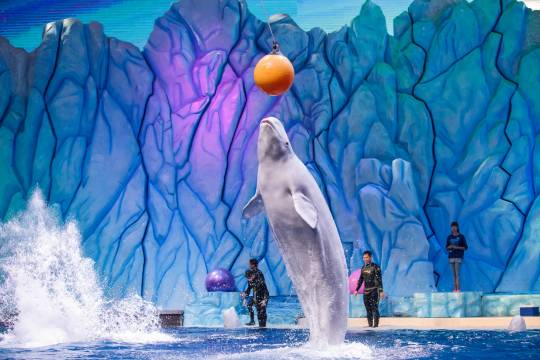珠海長隆海洋王國+珠海橫琴長隆《卡卡虎奇遇記》一日遊