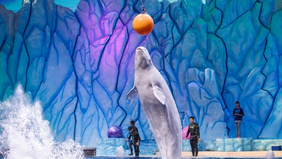 주하이 창롱 해양 왕국 가이드 투어; 즐거운 바다 모험; 개인 투어 가능.