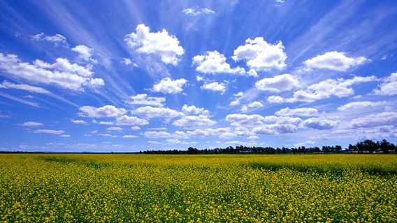 Чжан Северо-Китайский Ту-Ту