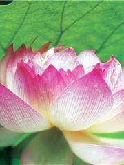 Furong Guoli Junshan Yesheng Lotus World