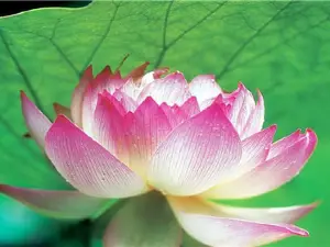 Furong Guoli Junshan Yesheng Lotus World