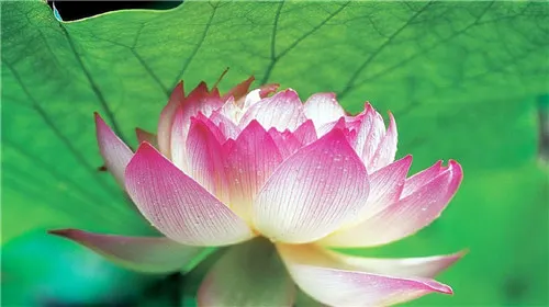 Furong Guoli Junshan Yesheng Lotus World