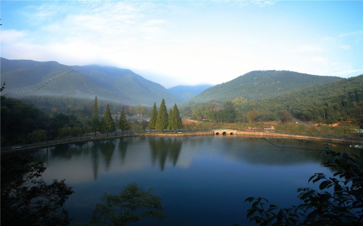 Sea of bamboo in Yixing