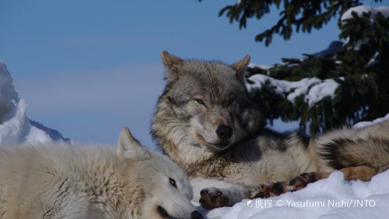 登別地獄谷+洞爺湖+昭和新山熊牧場/有珠山一日遊【包車】