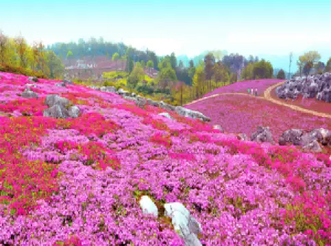 ยาวังหุบเขา