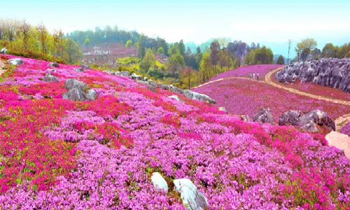 ยาวังหุบเขา