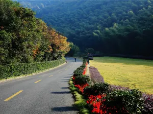 Yixing Bamboo Forest