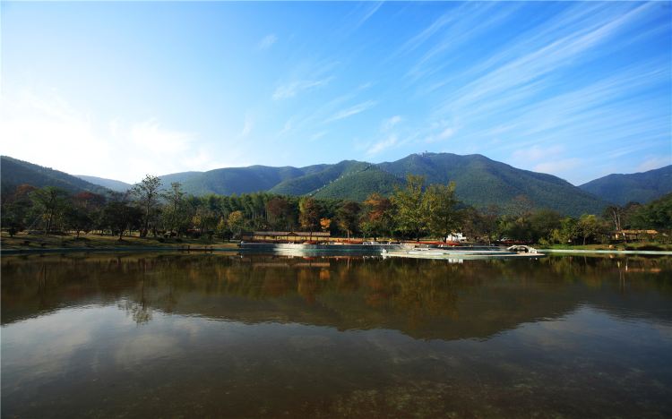 Sea of bamboo in Yixing