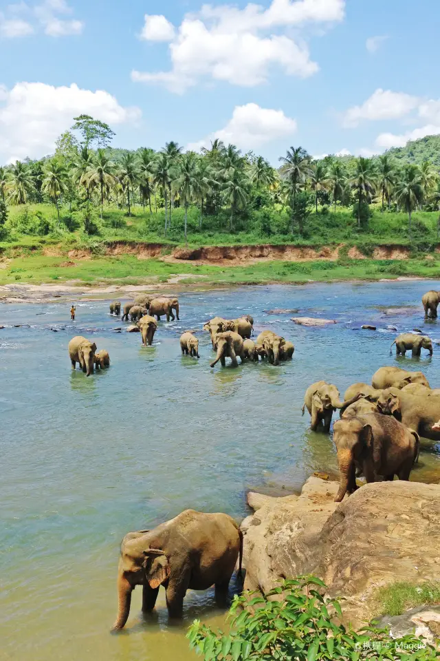 Elephant Interactions in Sri Lanka