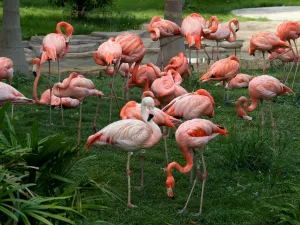 Nanning Zoo