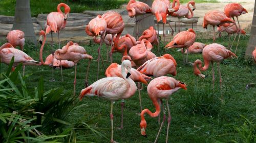 南寧動物園