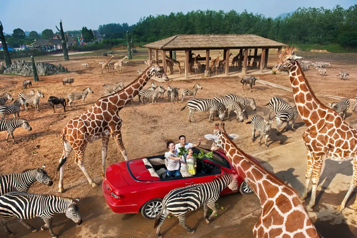 What to See at Hangzhou Safari Park (Areas & Animals)